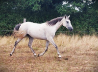 Vente de cheval : Hemsa bint Gersik